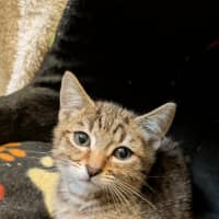 Photo of Pickle