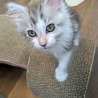 Photo of Tiny Dancer