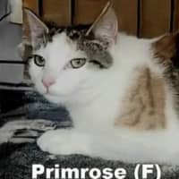 Photo of Primrose