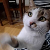 Photo of Little Girl