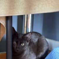 Photo of Sabeen   9 Month Old Domestic Shorthair
