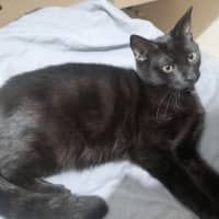 Photo of Bodhi