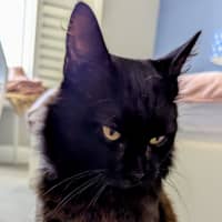 Photo of Ronnie ** Mr Snuggles**