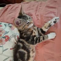 Photo of Blush ** 2nd Chance Cat Rescue **