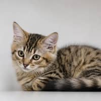 Photo of Spice