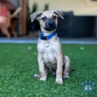 Photo of Milo