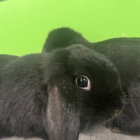 Photo of Lilly