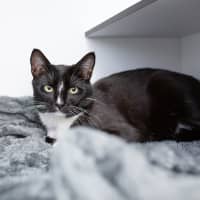 Photo of Jetson