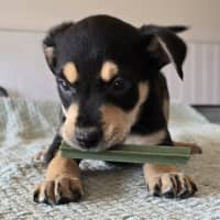 Photo of Gonzo The Great