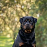 Photo of Big Red