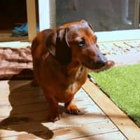 Photo of Frankie Silvanus