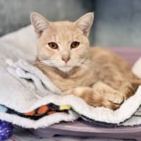 Photo of Peanut