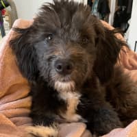 Photo of Pippi