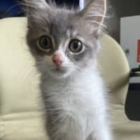 Photo of Maxibon
