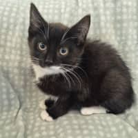 Photo of Ash 