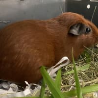 Photo of Caramel