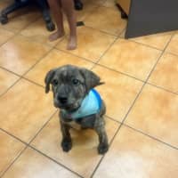 Photo of Uma (Lollie)