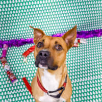 Photo of Ryder