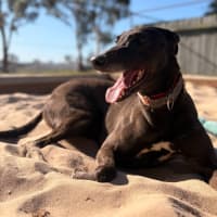 Photo of Katarina The Greyhound