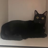 Photo of Soot