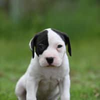 Photo of Obi