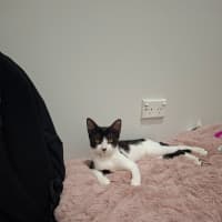 Photo of Oreo