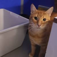 Photo of Garfield