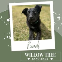 Photo of Bindi