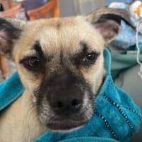 Photo of Coco