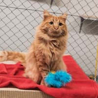 Photo of Gaston Quinnell