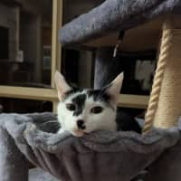 Photo of Lychee