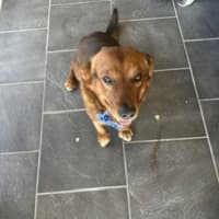 Photo of Spud   4 Year Old Corgi X