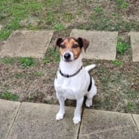 Photo of Jack Jack Silvanus