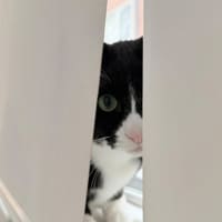 Photo of Parsnip