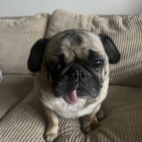 Photo of Dougie