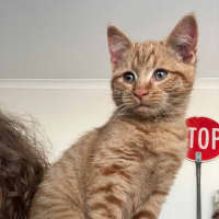 Photo of Arlo