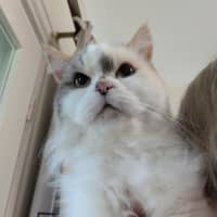 Photo of Gigi
