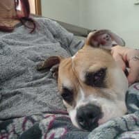 Photo of Pudgy