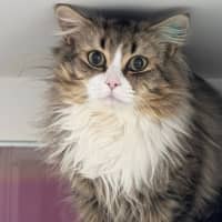 Photo of Hommus