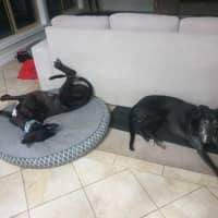 Photo of Scooby, The Greyhound