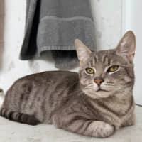 Photo of Milo 