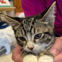 Photo of Sahara *9 Lives Project Rescue*