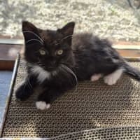 Photo of Whisky