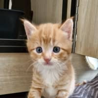 Photo of C1337 Robin