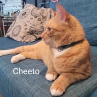Photo of Cheeto