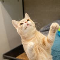Photo of Barney