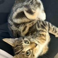 Photo of June Bug