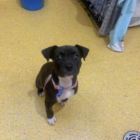 Photo of Nova