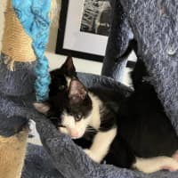Photo of Ninja