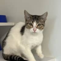 Photo of Khajiit